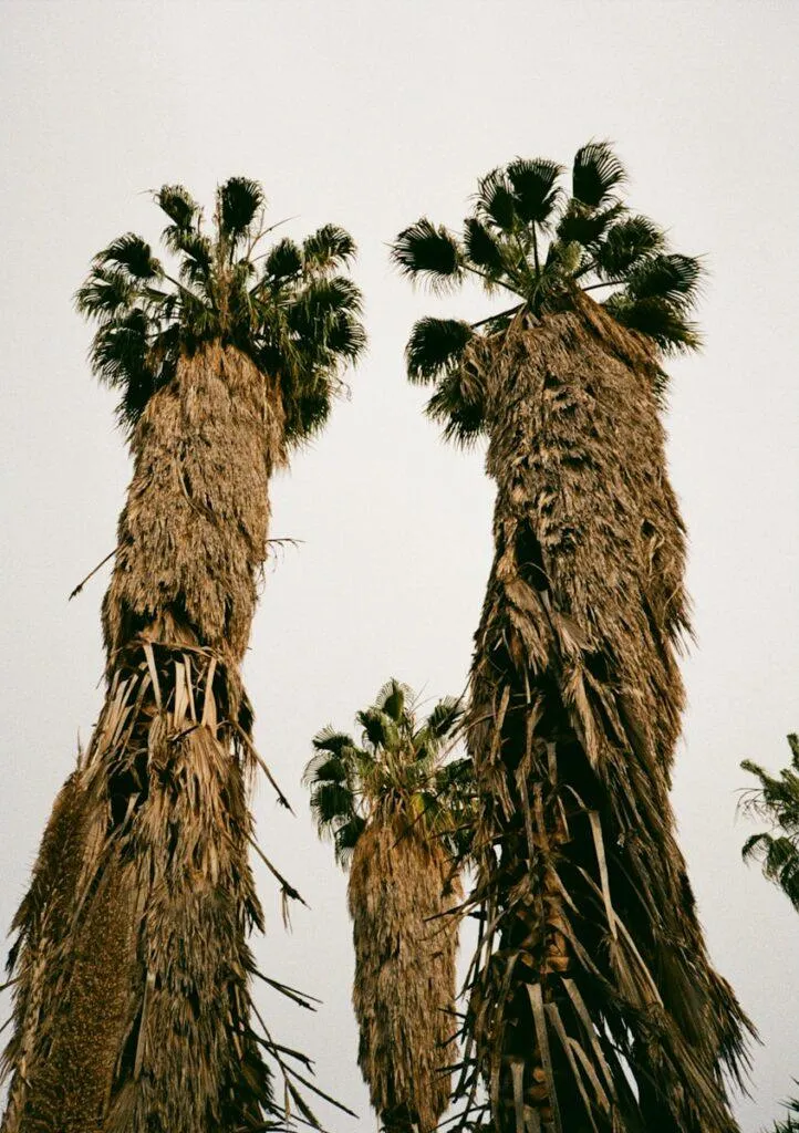 Three tall palm trees against a cloudy sky