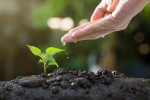 soil, plants, grow, agriculture, green, life, seed, tree, seeding, leaves, sprout, garden, environmental, ecology, growth, planting, spring, gardening, nature, soil, sprout, ecology, growth, growth, planting, planting, gardening, gardening, gardening, gardening, gardening