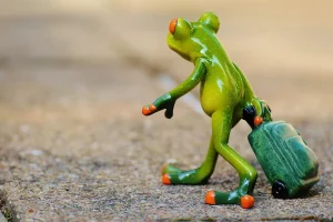frog, farewell, travel, suitcase, travel bag, vacations, on the way, animal, fun, nature, figure, cute