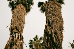 Three tall palm trees against a cloudy sky